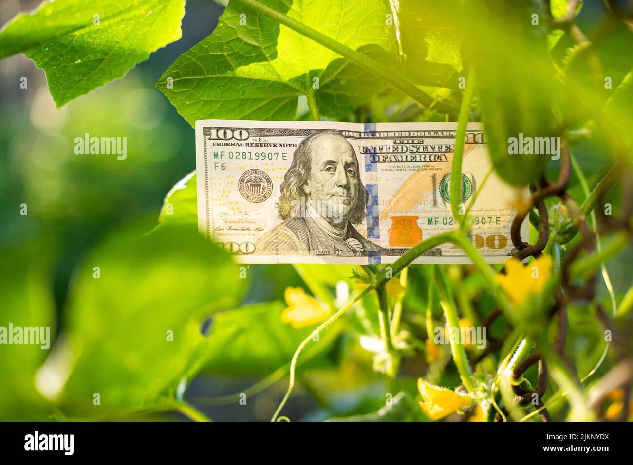 A hundred dollar bill next to cucumbers growing on a mesh fence close-up in  a garden bed. Money on an overgrown chain-link fence close-up Stock Photo -  Alamy