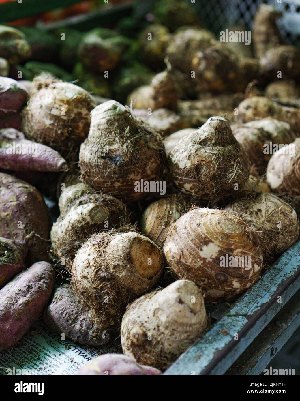 Many fresh tiquisques in a box in the market Stock Photo