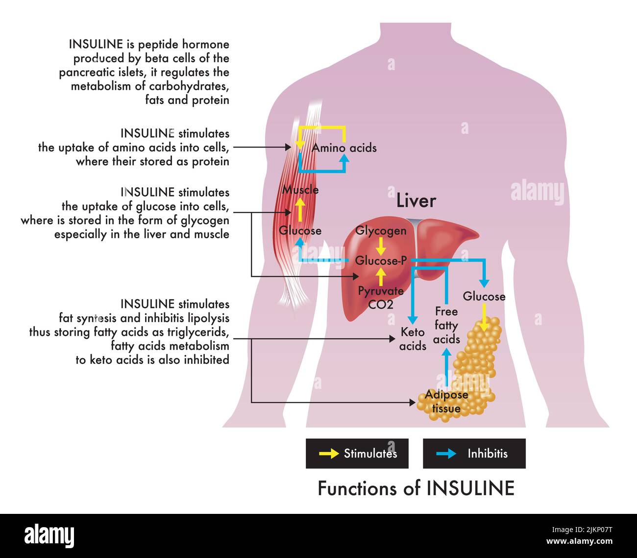 Medical illustration of insuline functions, with annotations. Stock Vector