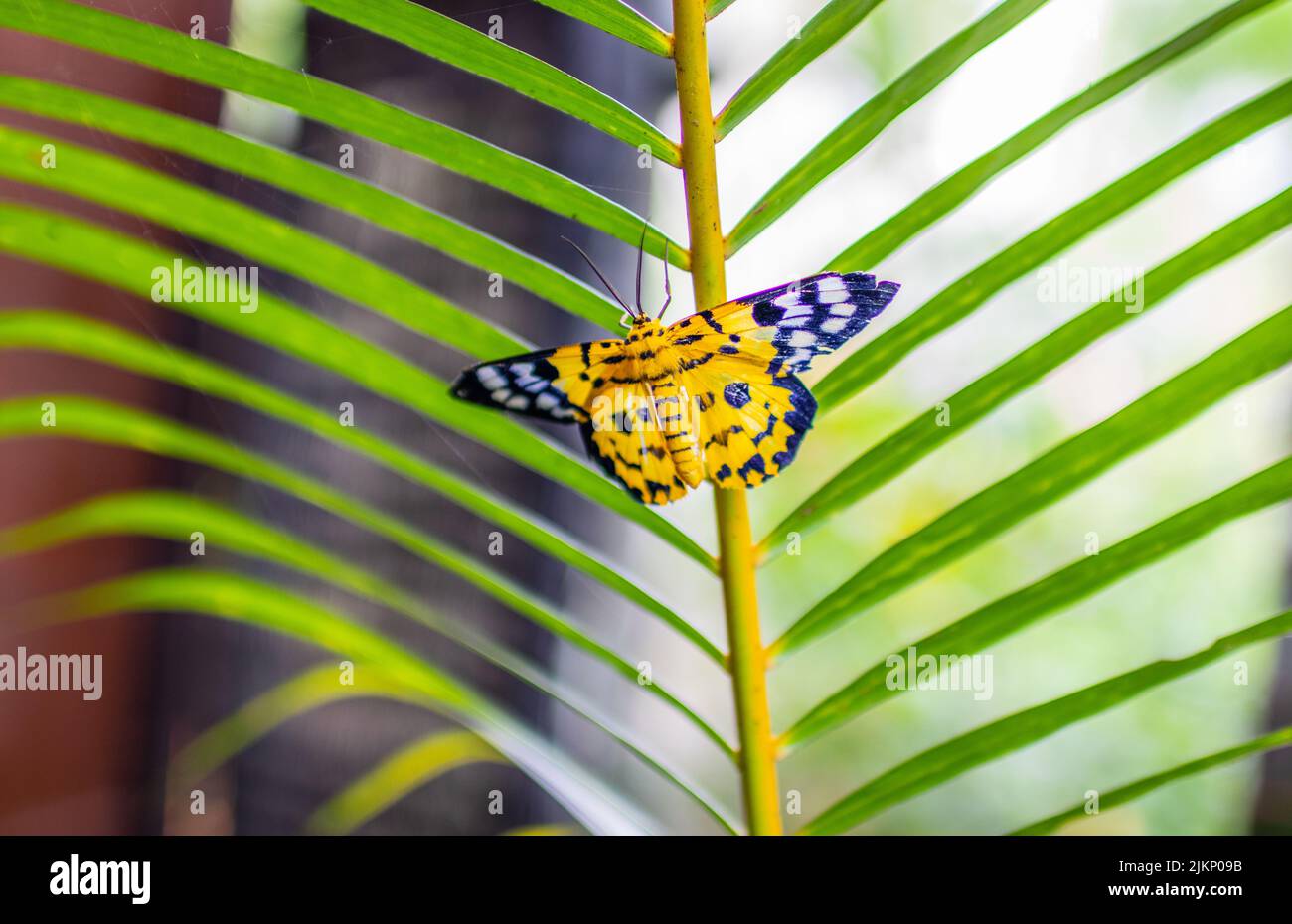 Thai Butterfly in the Nature of Thailand Stock Photo Alamy
