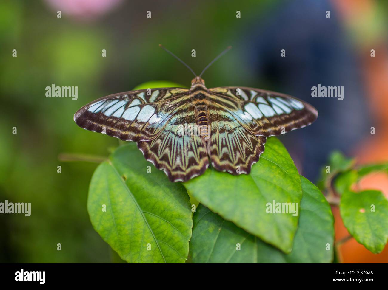 Flora and fauna of asia hi-res stock photography and images - Alamy