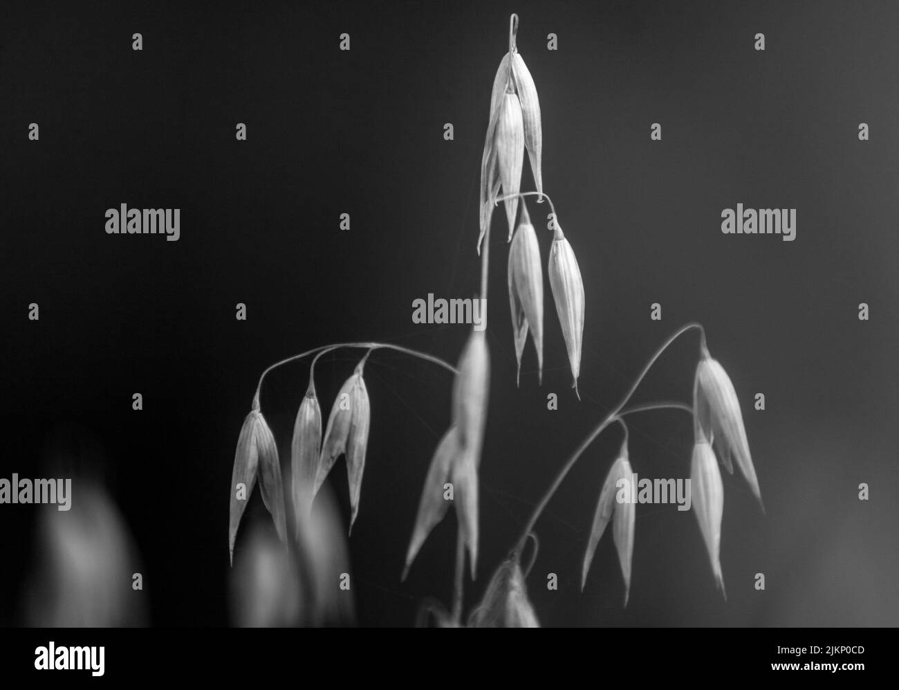 A grayscale shot of Oats Kauffman Seeds growing on the plant Stock Photo