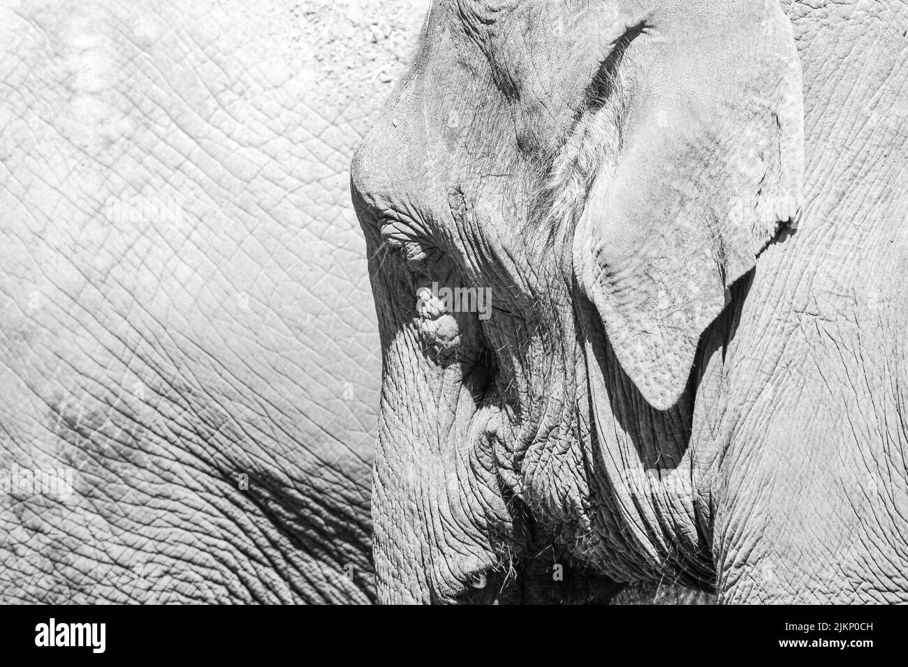 Elephant texture Black and White Stock Photos & Images Alamy
