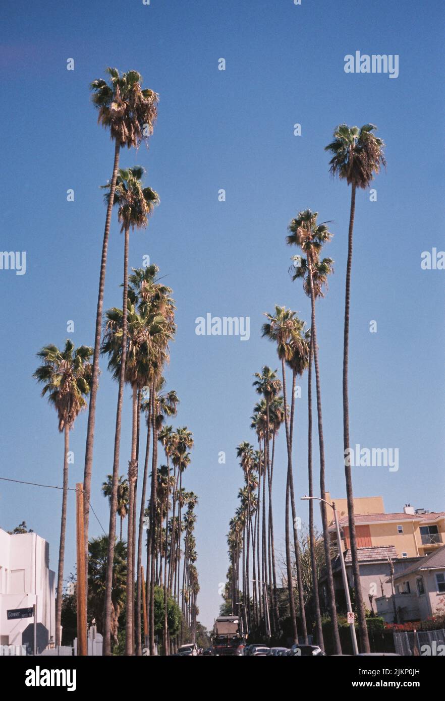 Background tall palm trees hi-res stock photography and images - Alamy