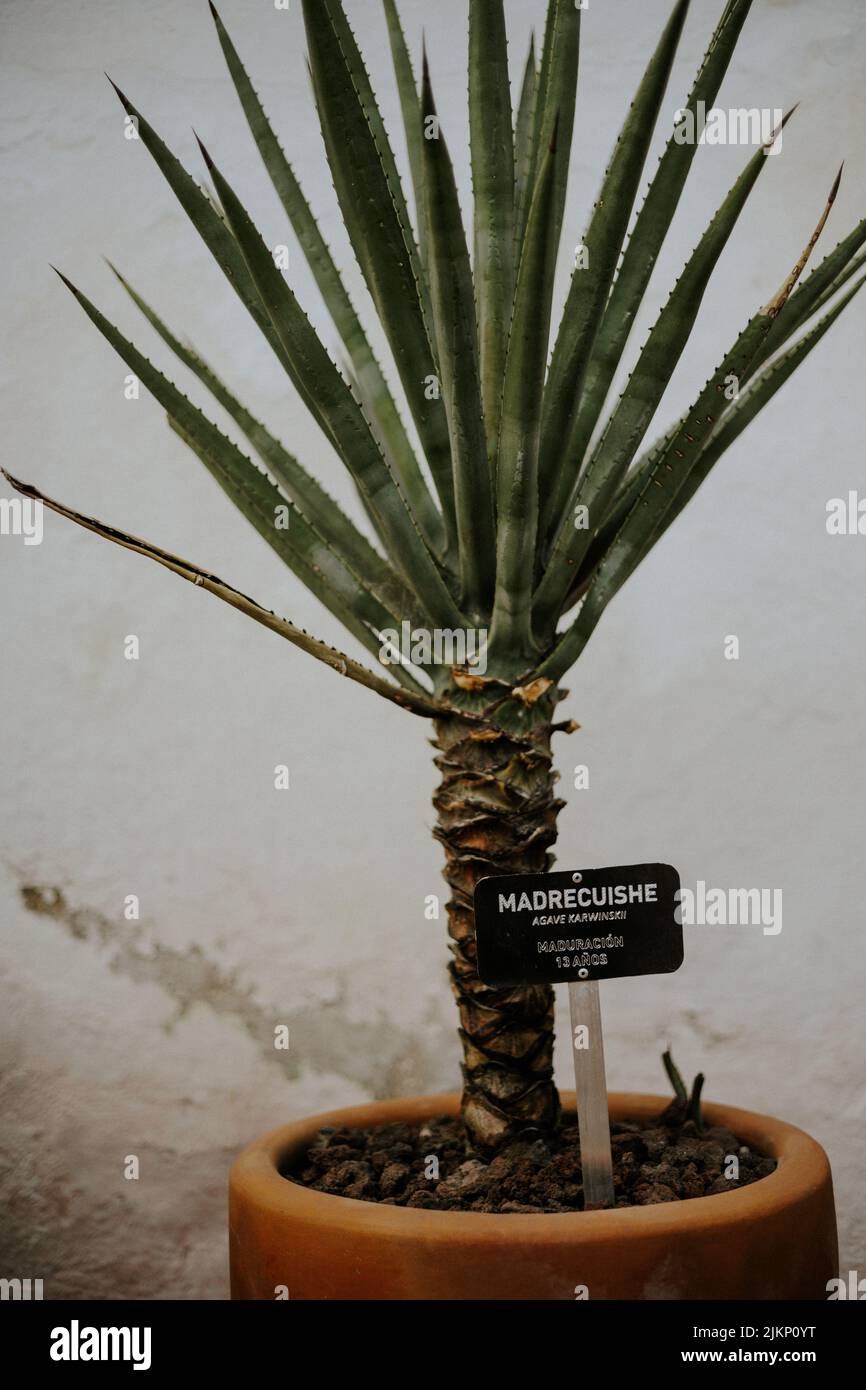 Agave karwinskii hi-res stock photography and images - Alamy