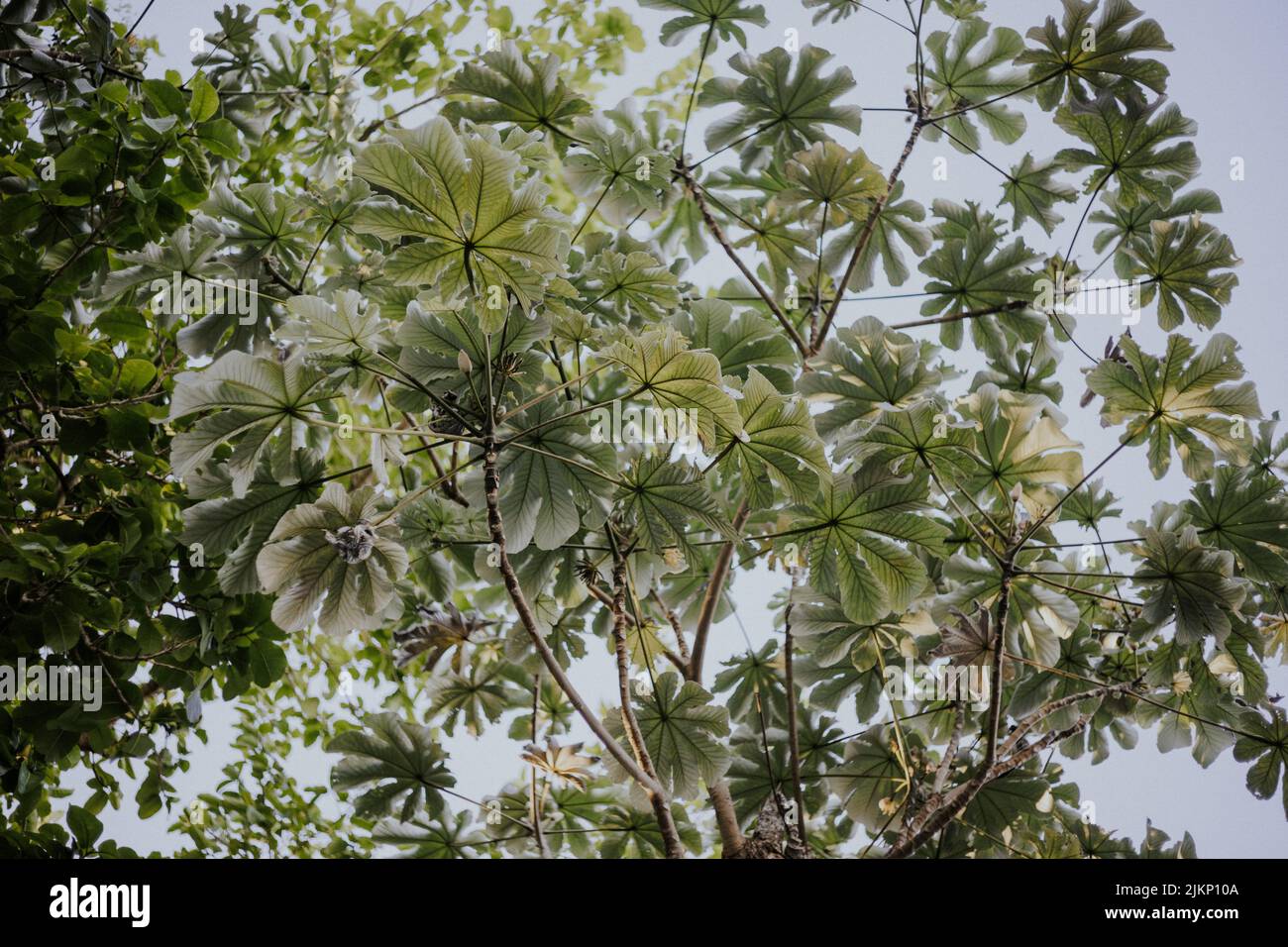 A beautiful shot of Cecropia peltata Stock Photo