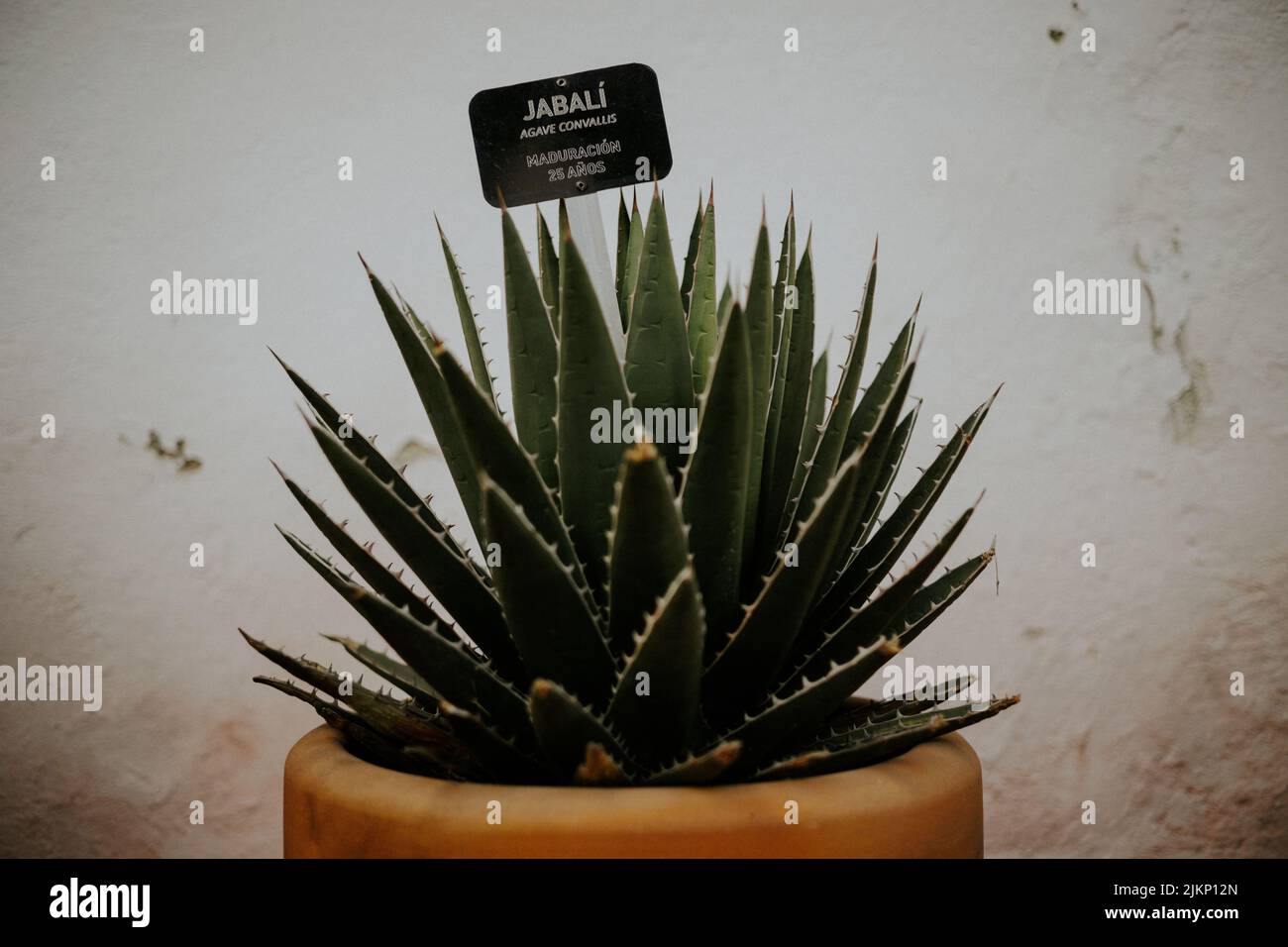 A closeup of a prickly aloe plant in the pot near the white wall Stock Photo