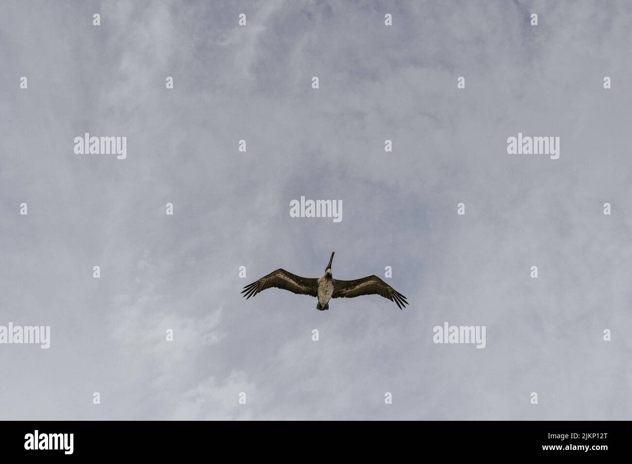 A low angle view of a kite bird flying with its wings wide open in the