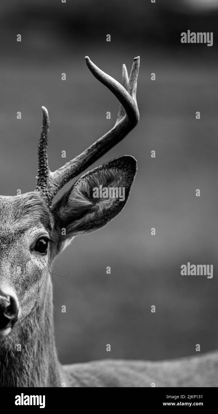 A vertical grayscale closeup of a male deer antler. Stock Photo