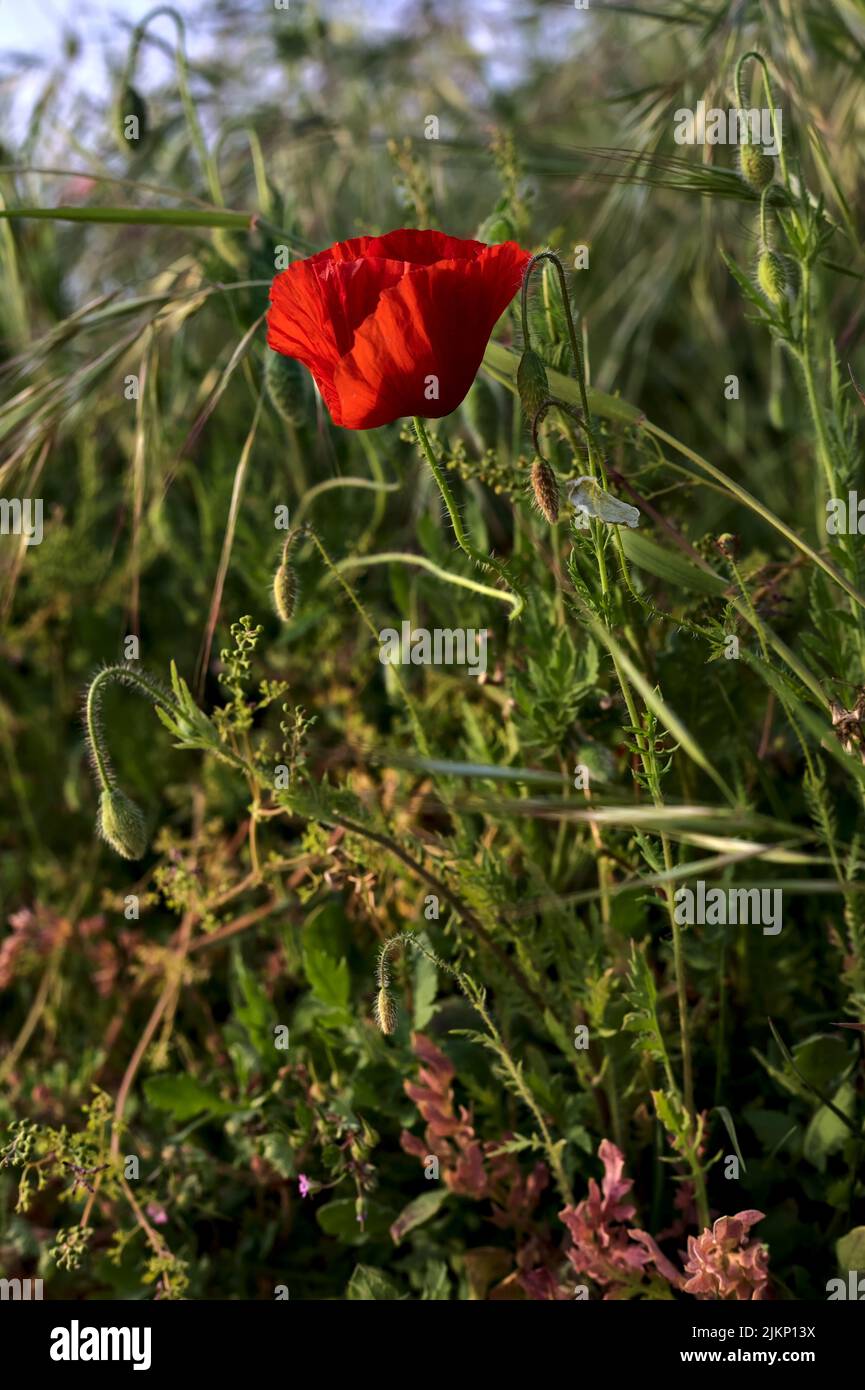 White poppy in grass hi-res stock photography and images - Alamy