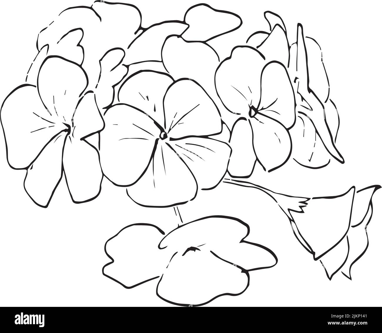 vector drawing Umckaloabo, South African Geranium ,Pelargonium sidoides , hand drawn illustration Stock Vector