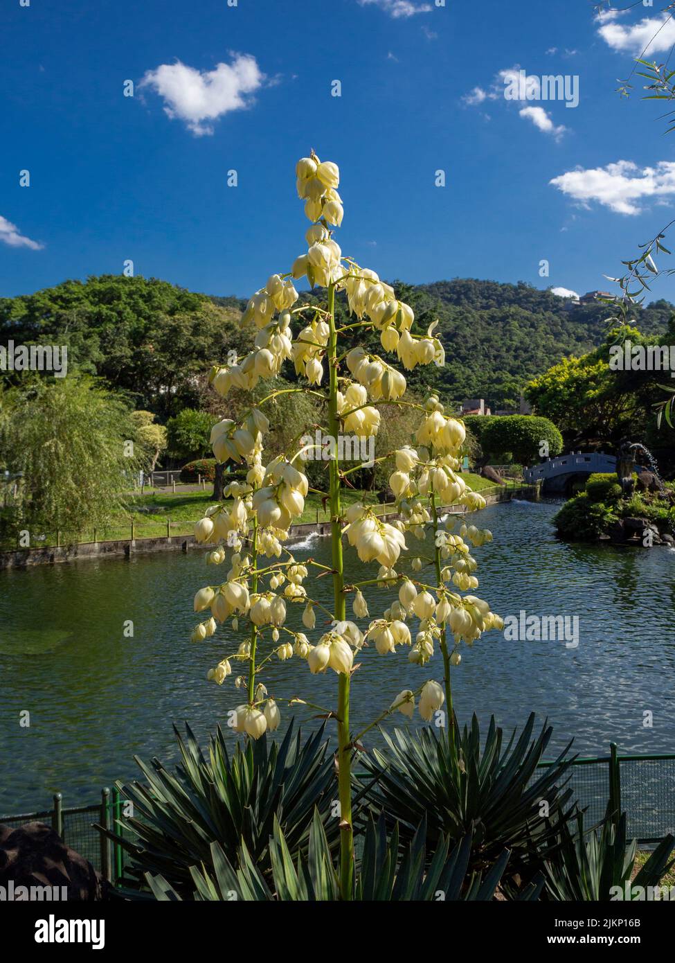 A selective of Yucca filamentosa flowers near a river Stock Photo Alamy