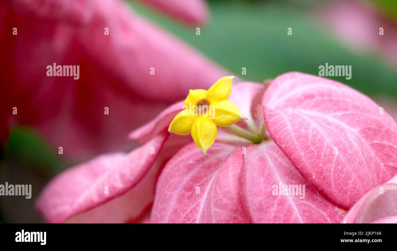 A macro view of a pink Mussaenda Philippine with a yellow small flower Stock Photo