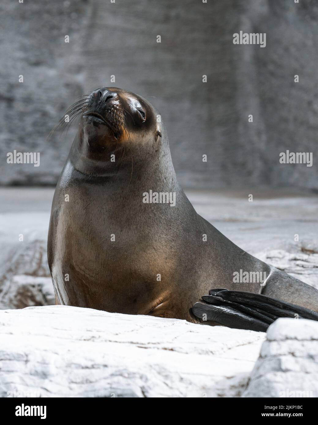 Sea lions at Pier 39 in San Francisco Stock Photo by wirestock