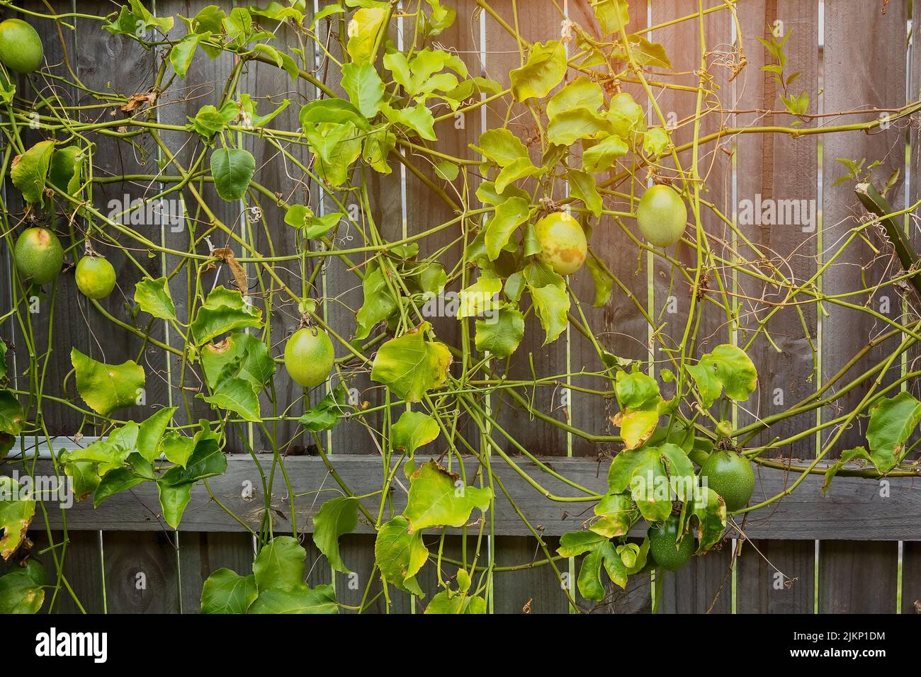 Passionfruit vine growing on a timber wall in the sunshine Stock Photo