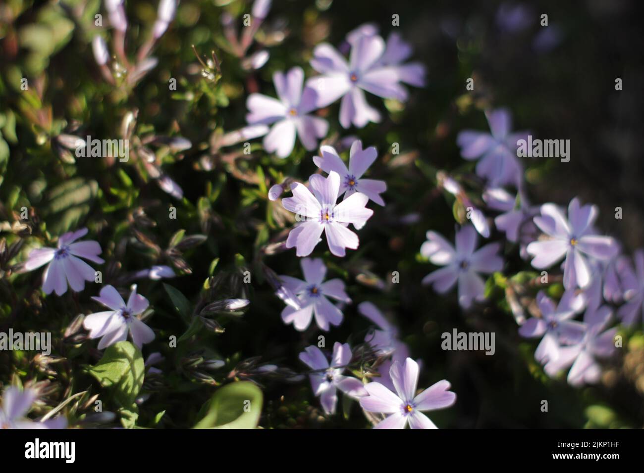 A selective focus shot of phlox subulata flowers Stock Photo