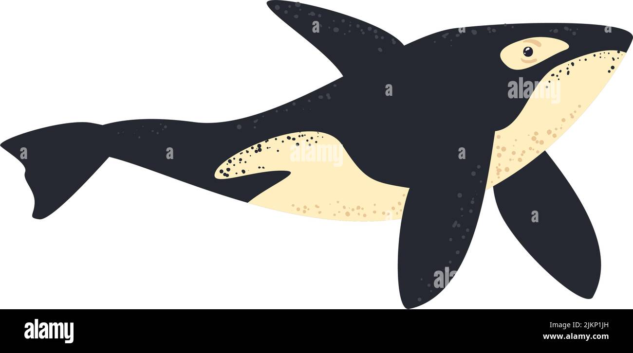 flat killer whale Stock Vector Image & Art - Alamy