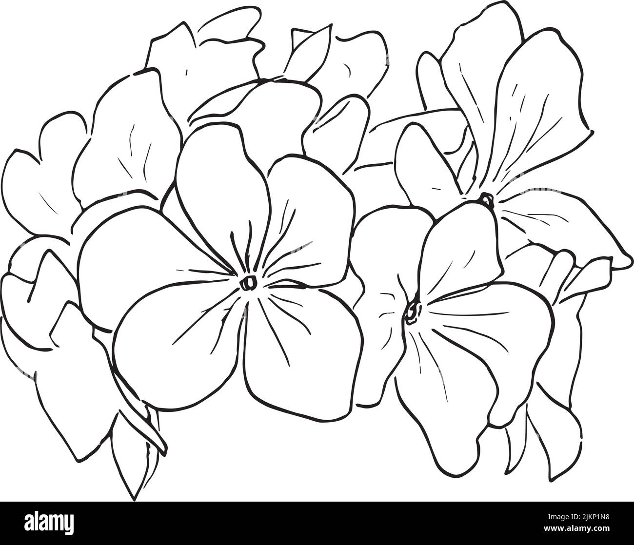 vector drawing Umckaloabo, South African Geranium ,Pelargonium sidoides , hand drawn silhouette illustration, ink pen Stock Vector