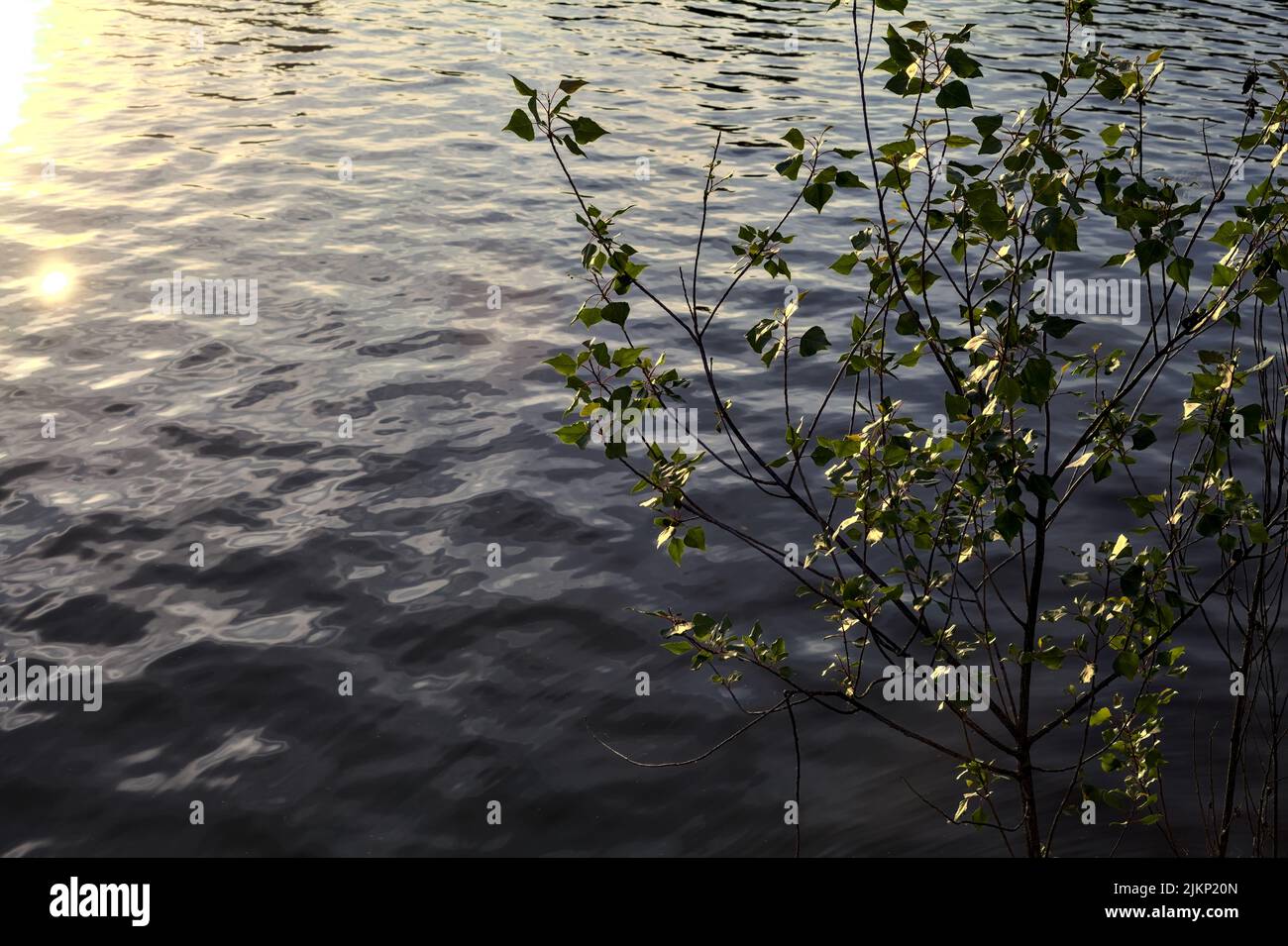 Lake at sunset framed by tree tops Stock Photo