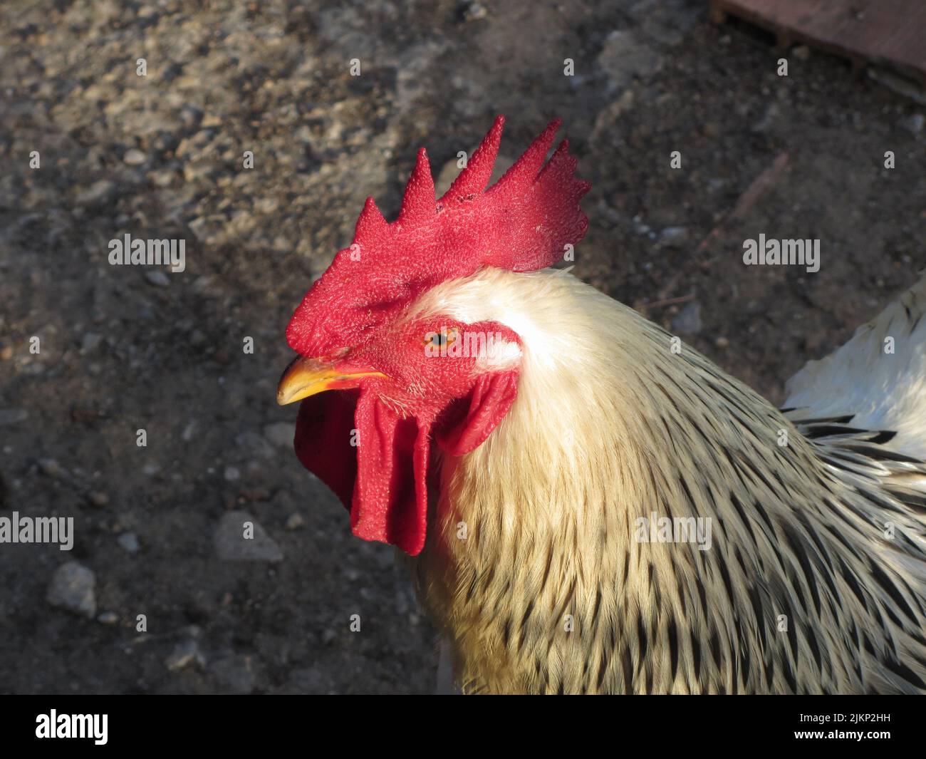 Portrait of an adult rooster on the poultry yard Stock Photo