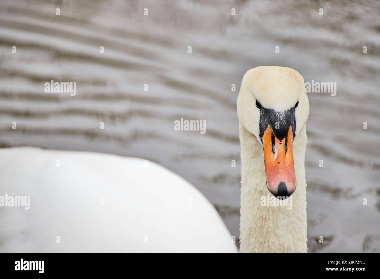 A closeup of a white swan swimming in the waters of a lake Stock Photo ...