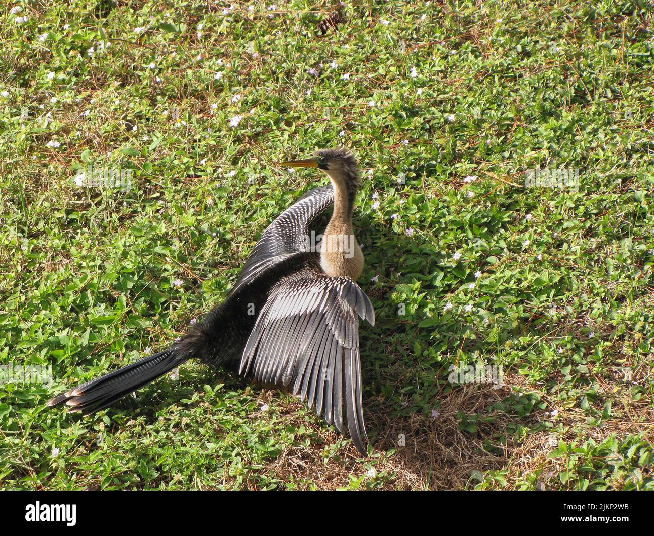 A beautiful shot of an anhinga bird stands on the ground and spreading