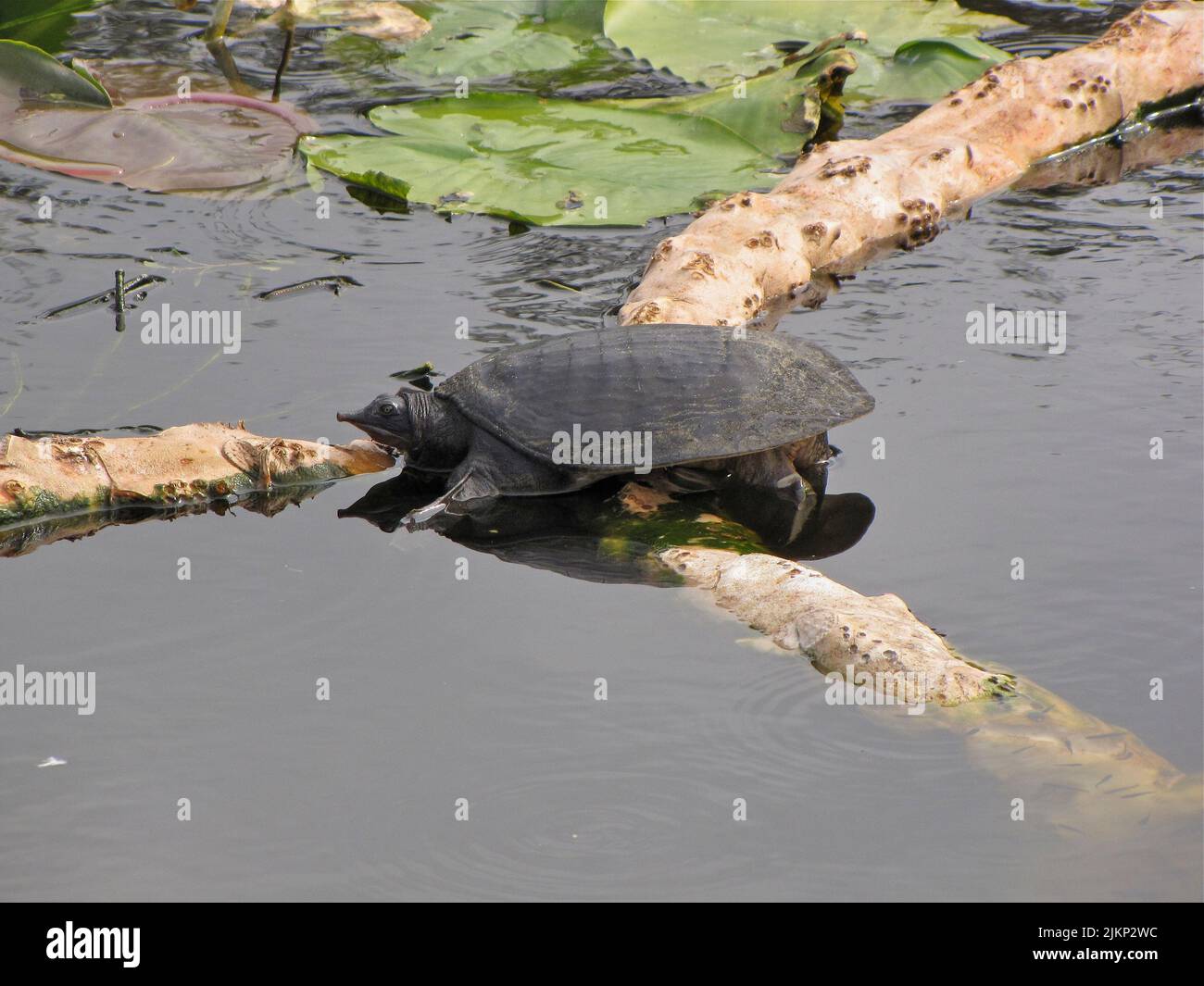 A beautiful shot of Florida softshell turtle sitting on a floating tree trunk in the water during daytime by floating lotus leaves Stock Photo