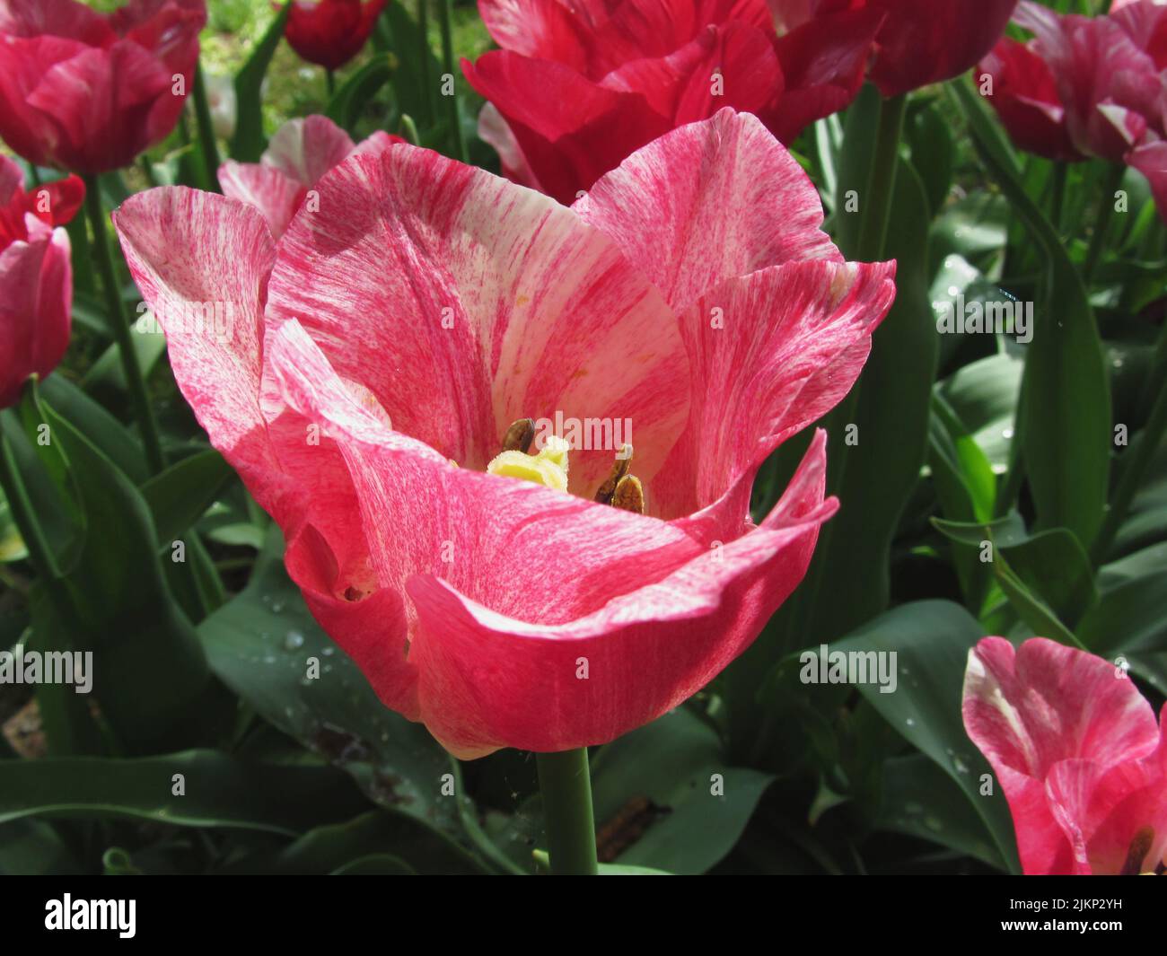 Closeup of streaked tulip in spring Stock Photo - Alamy