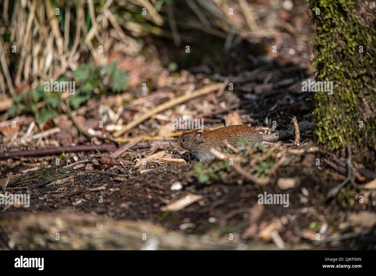 A small Grey red-backed vole  (Myodes rufocanus) walking on the ground under the bright sunlight Stock Photo