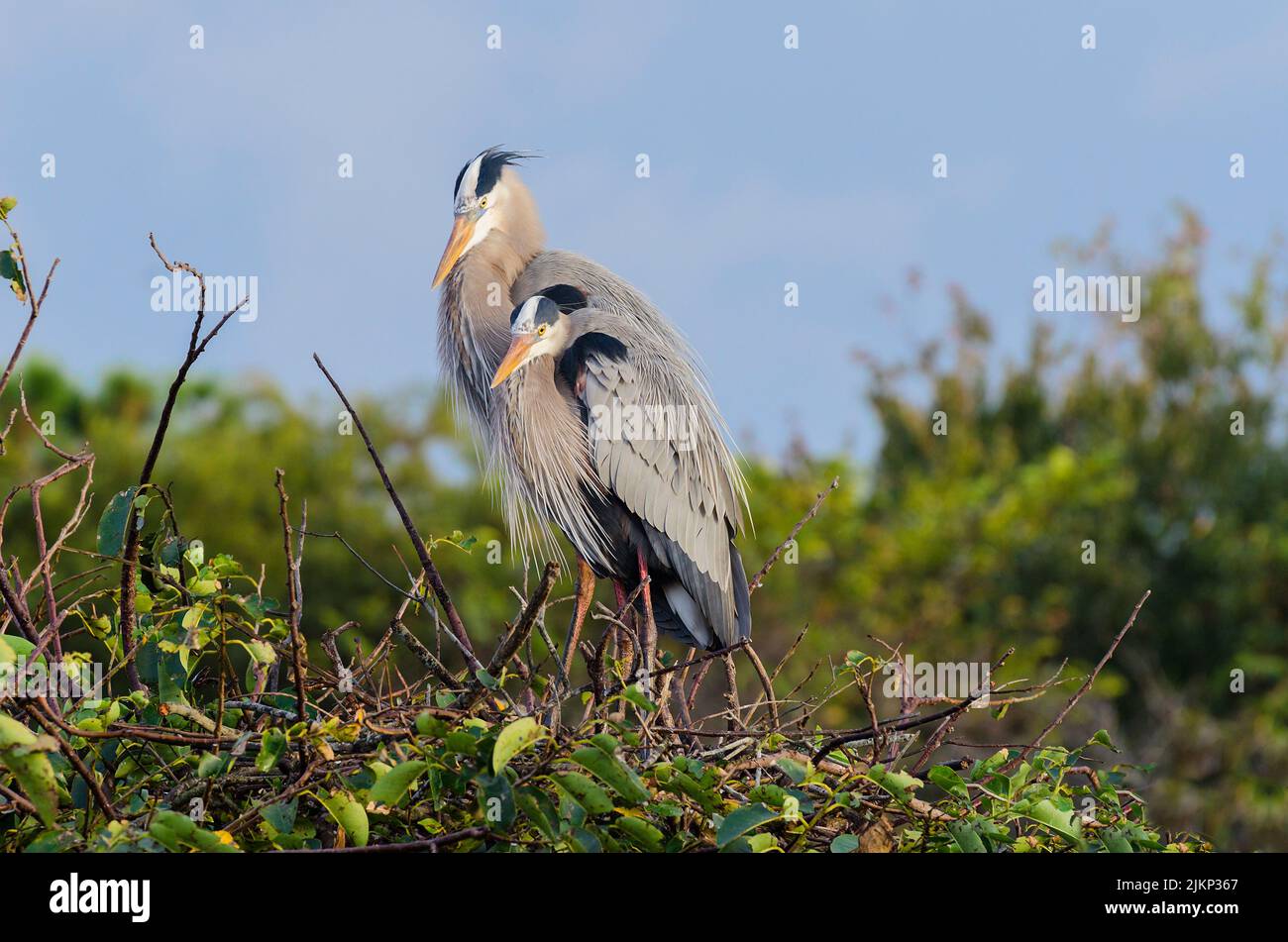 A beautiful shot of two great blue herons standing in the their nest on green leaved tree on a sunny day with blurred background Stock Photo