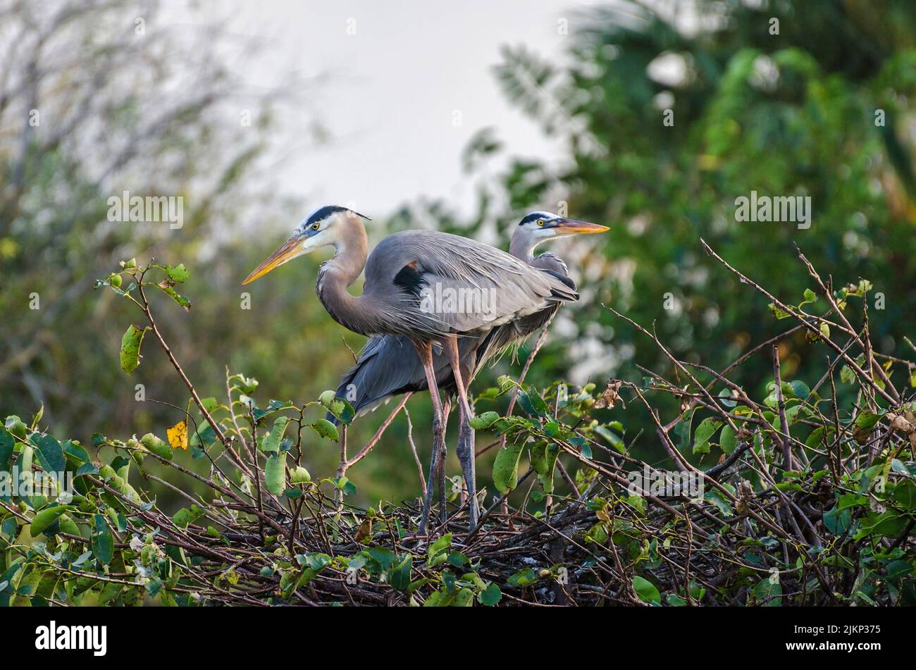 A beautiful shot of two great blue herons standing in the their nest on green leaved tree on a sunny day with blurred background Stock Photo