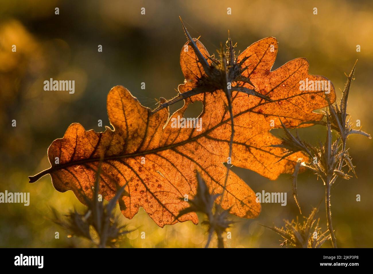A fallen brown autumn leaf against bokeh lights on a blurry background Stock Photo