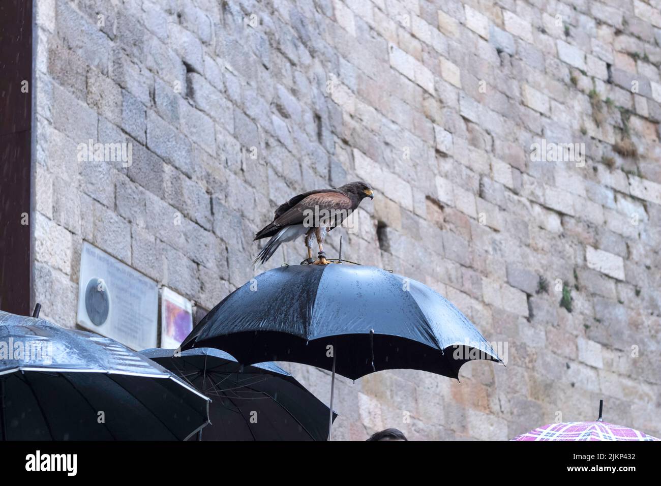 A Harris eagle perching on an umbrella by the stone wall Stock Photo