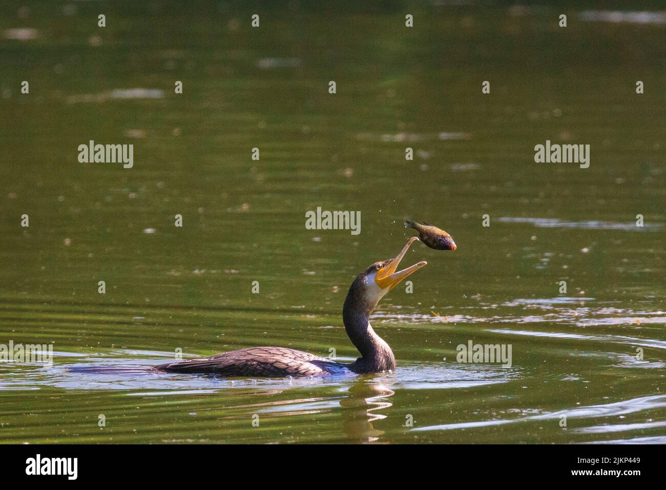 Cormorant | Bateau Carp Bait tout-en-un avec GPS et pilote Cormorant | Bateau Carp Bait tout-en-un avec GPS et pilote