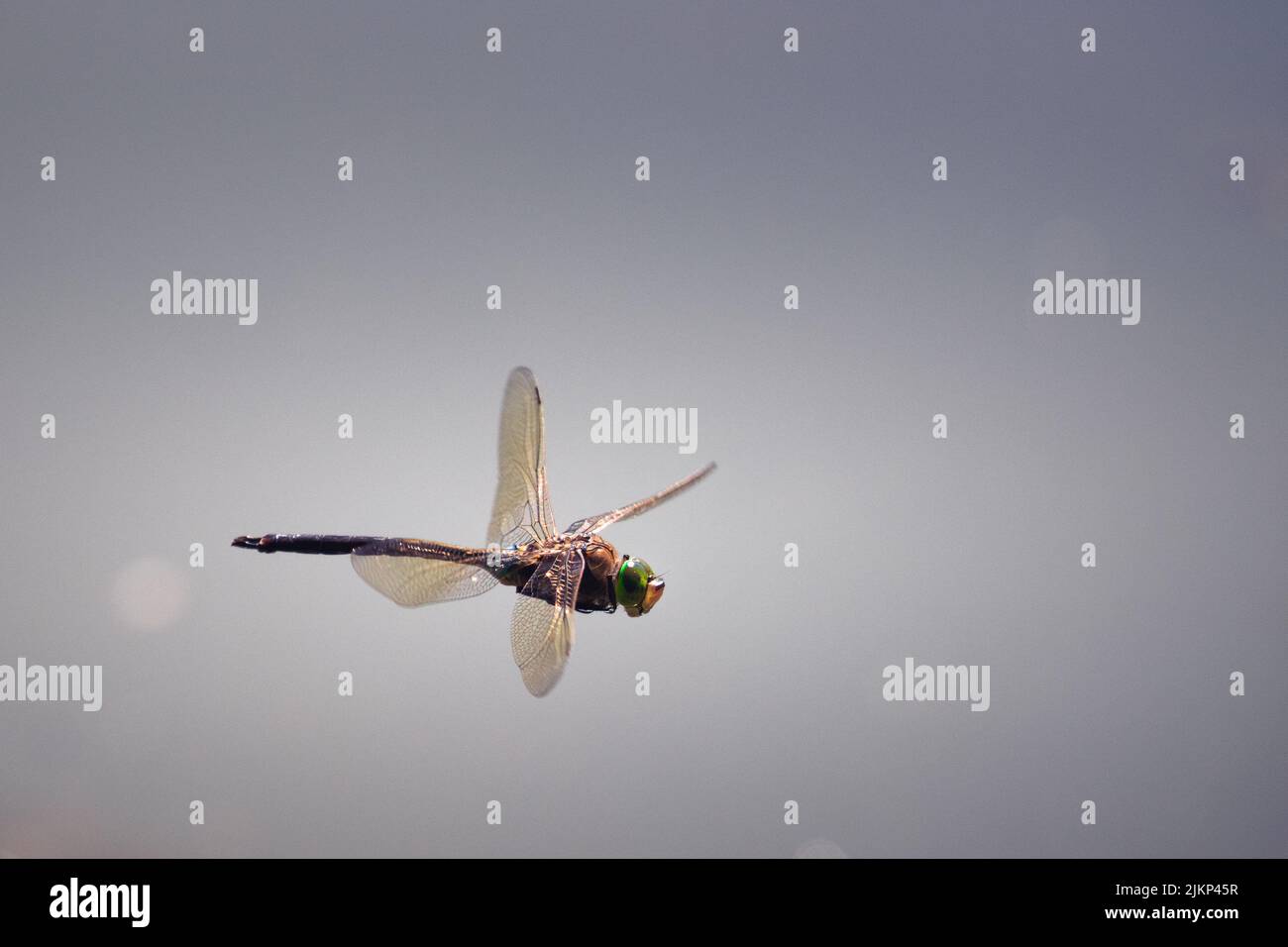 A dragonfly in the National Nature Reserve of La Petite Camargue, France Stock Photo