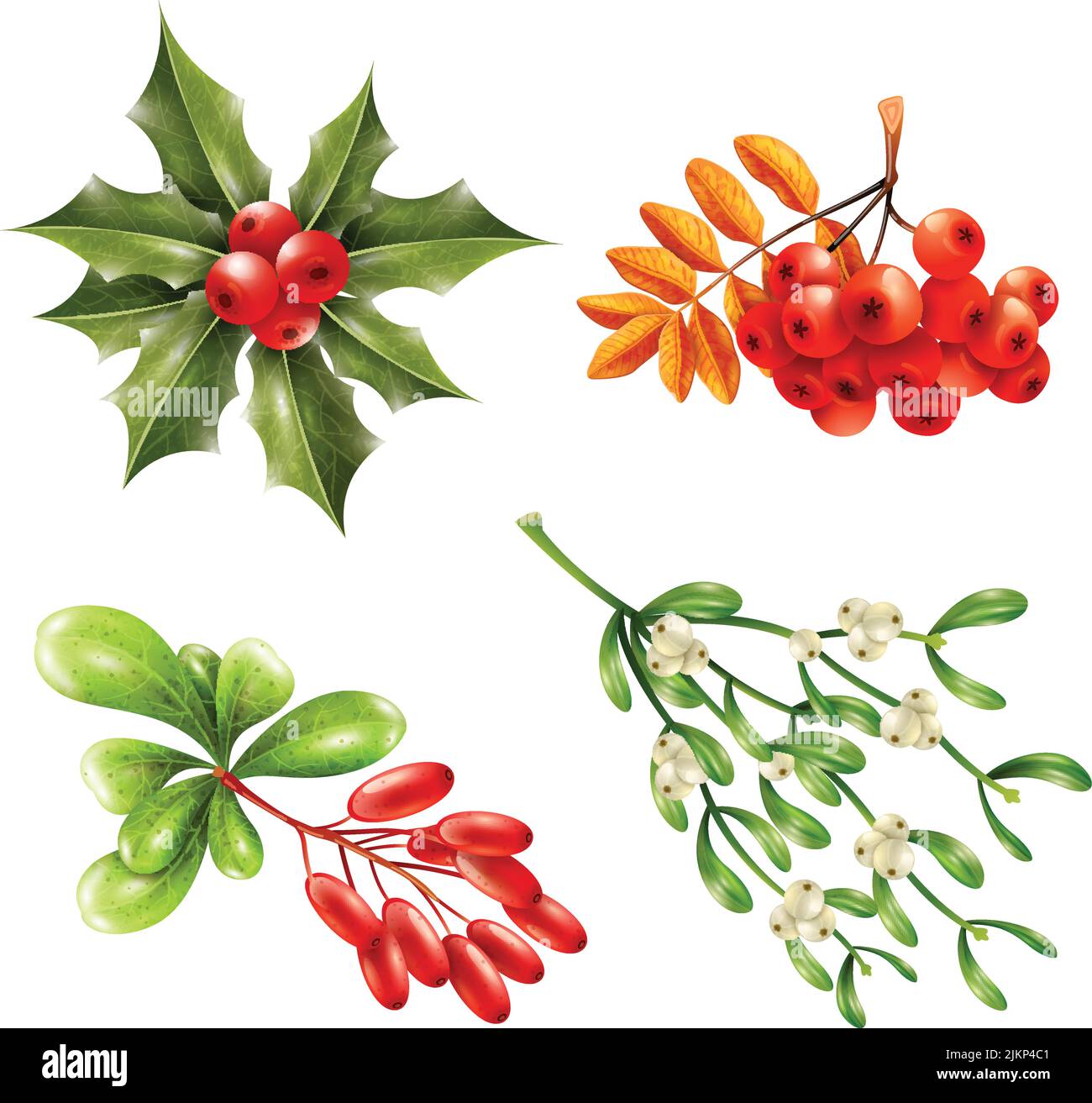 Flat christmas berries and branches set with mistletoe ashberry barberry isolated on white