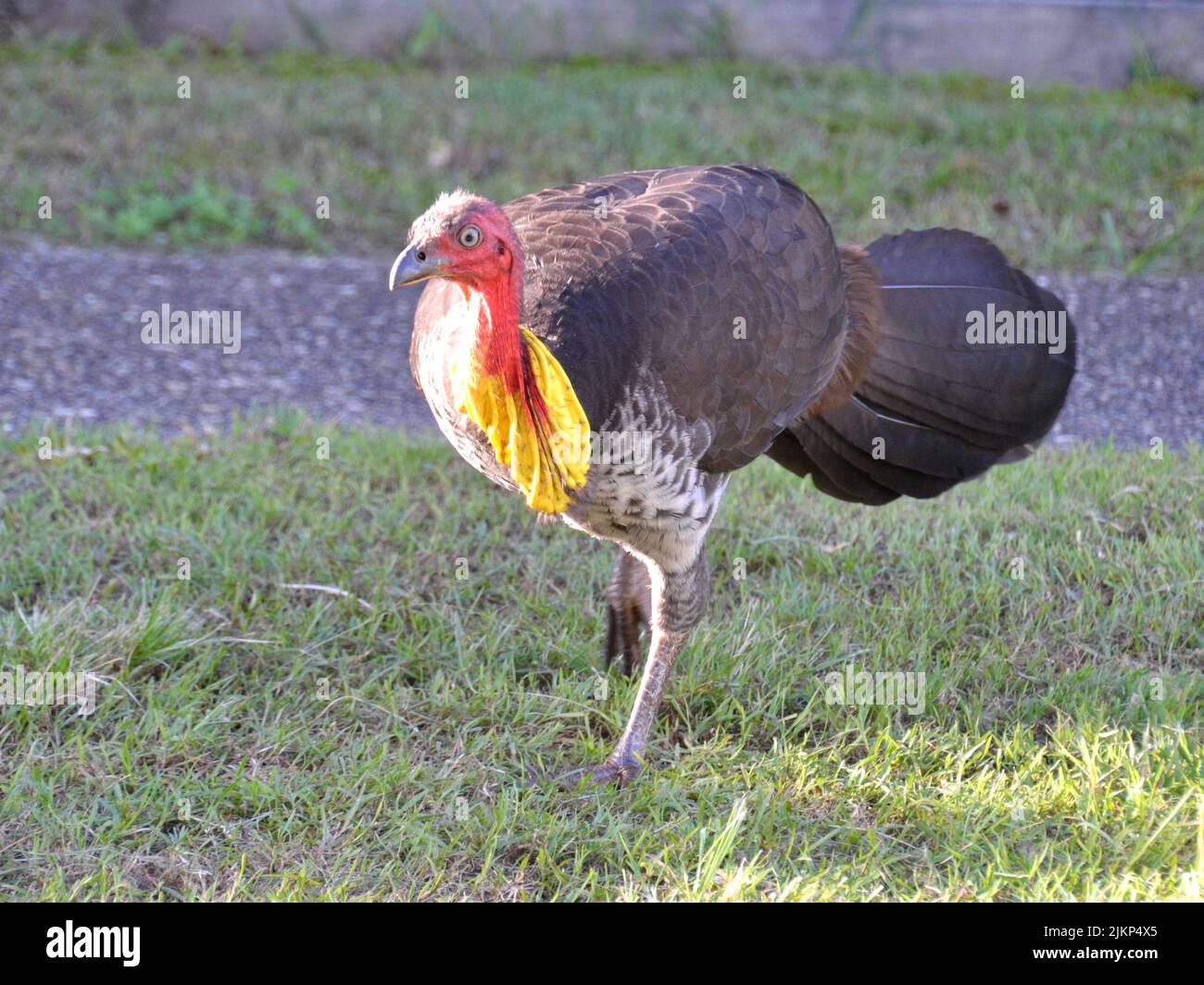 One make bush turkey with vivid red and yellow coloring on its head and neck in Noosa, Australia. Stock Photo