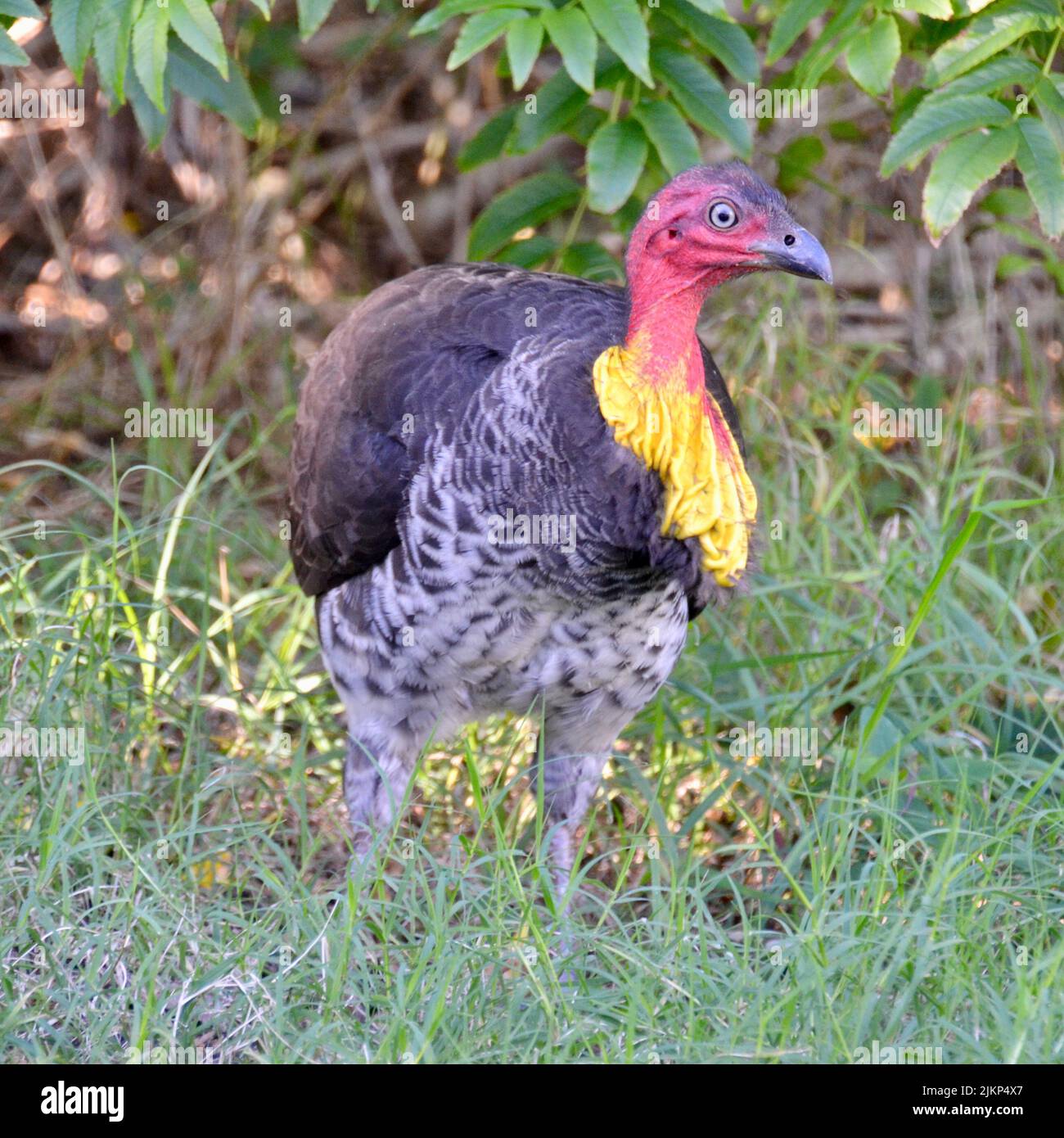 One brightly coloured male bush turkey in Noosa, Australia, has a red head and yellow neck with speckled leg feathers and is a wild bird. Stock Photo