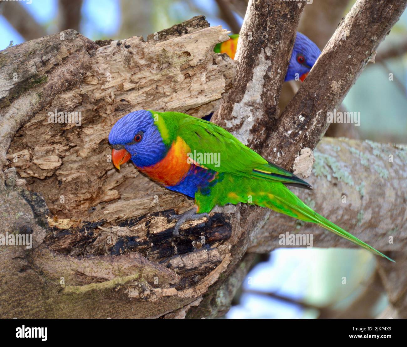 Bright purple, green and orange rainbow lorikeet parrt in a tree with a second bird in the background Stock Photo