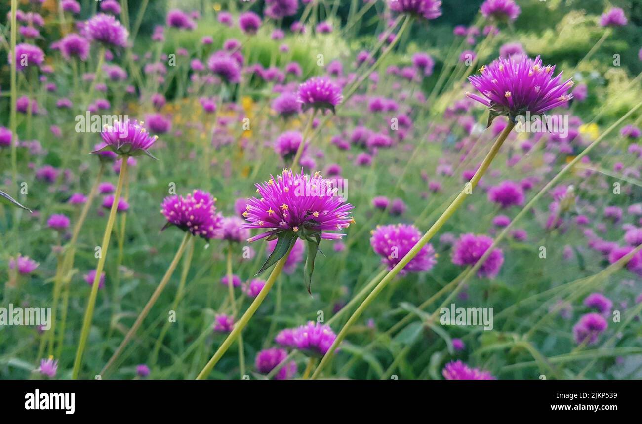 A close-up of Gomphrena flower in the Butchart Gardens, Canada Stock Photo