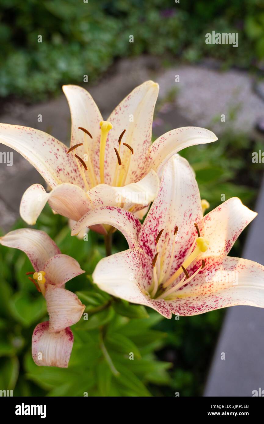 Full bloom lily hi-res stock photography and images - Alamy