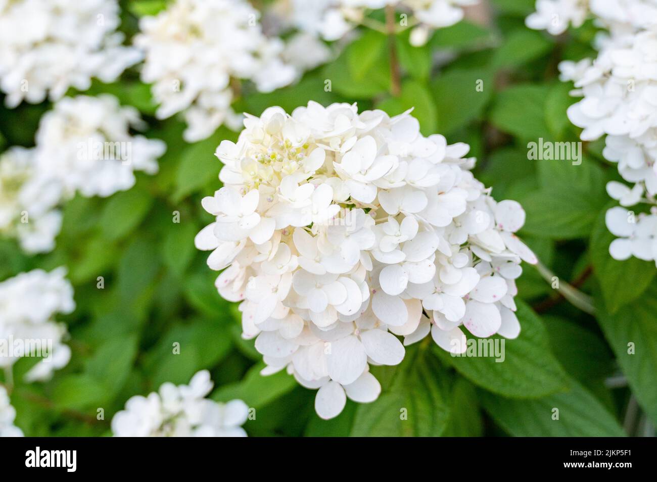 Hydrangea in full bloom in the garden Stock Photo - Alamy