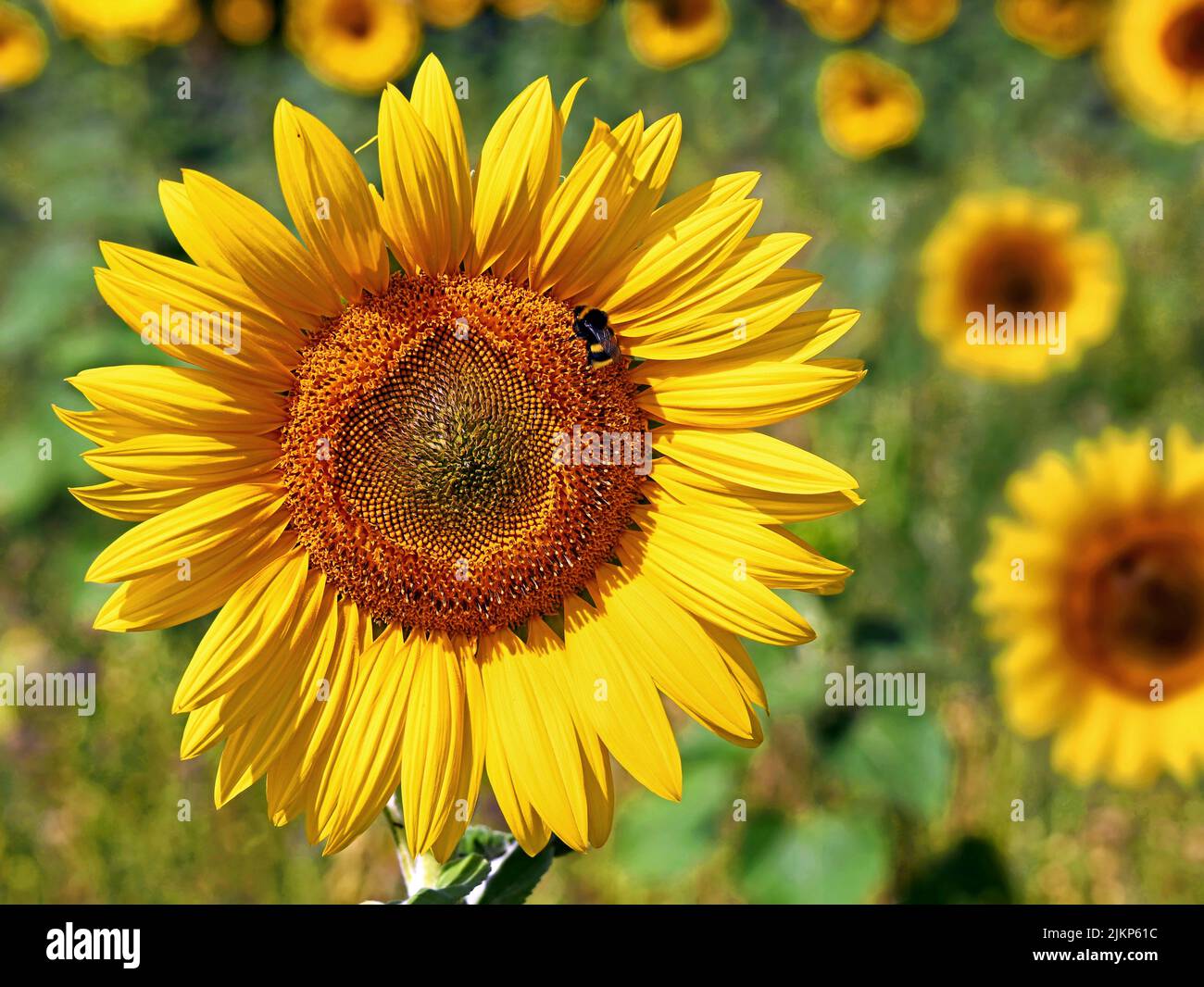 Close-up of a sunflower blossom with a bumblebee on it in a sunflower field Stock Photo