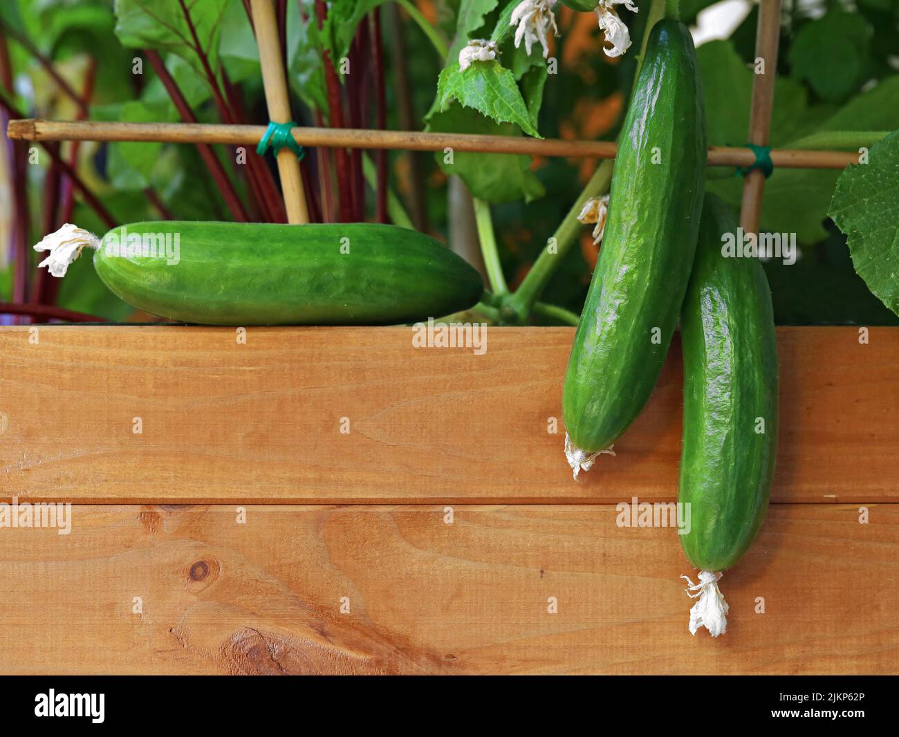 Small cucumbers in a wooden raised bed on balcony Stock Photo