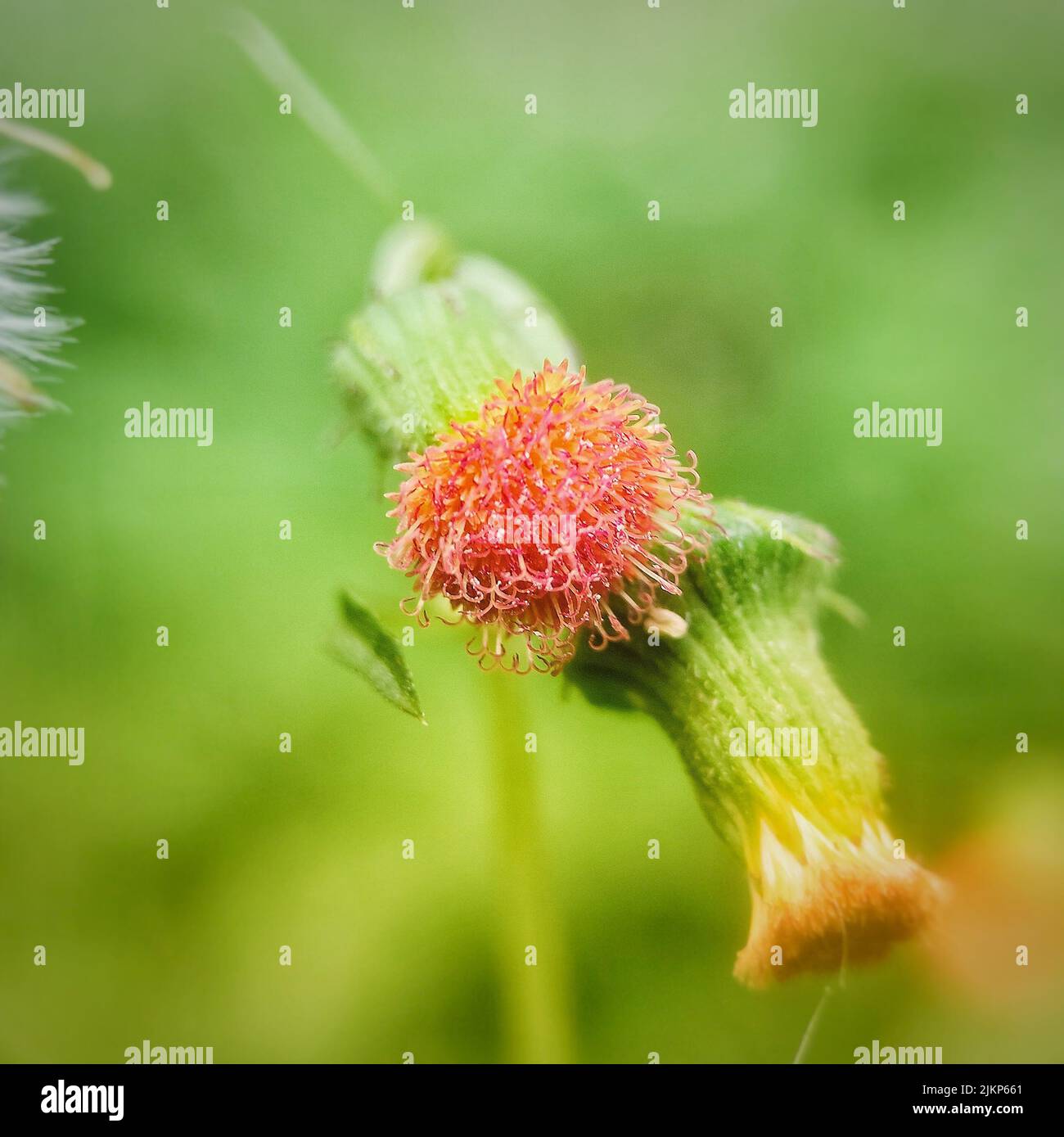 A closeup of Crassocephalum crepidioides flower on a blurry background Stock Photo