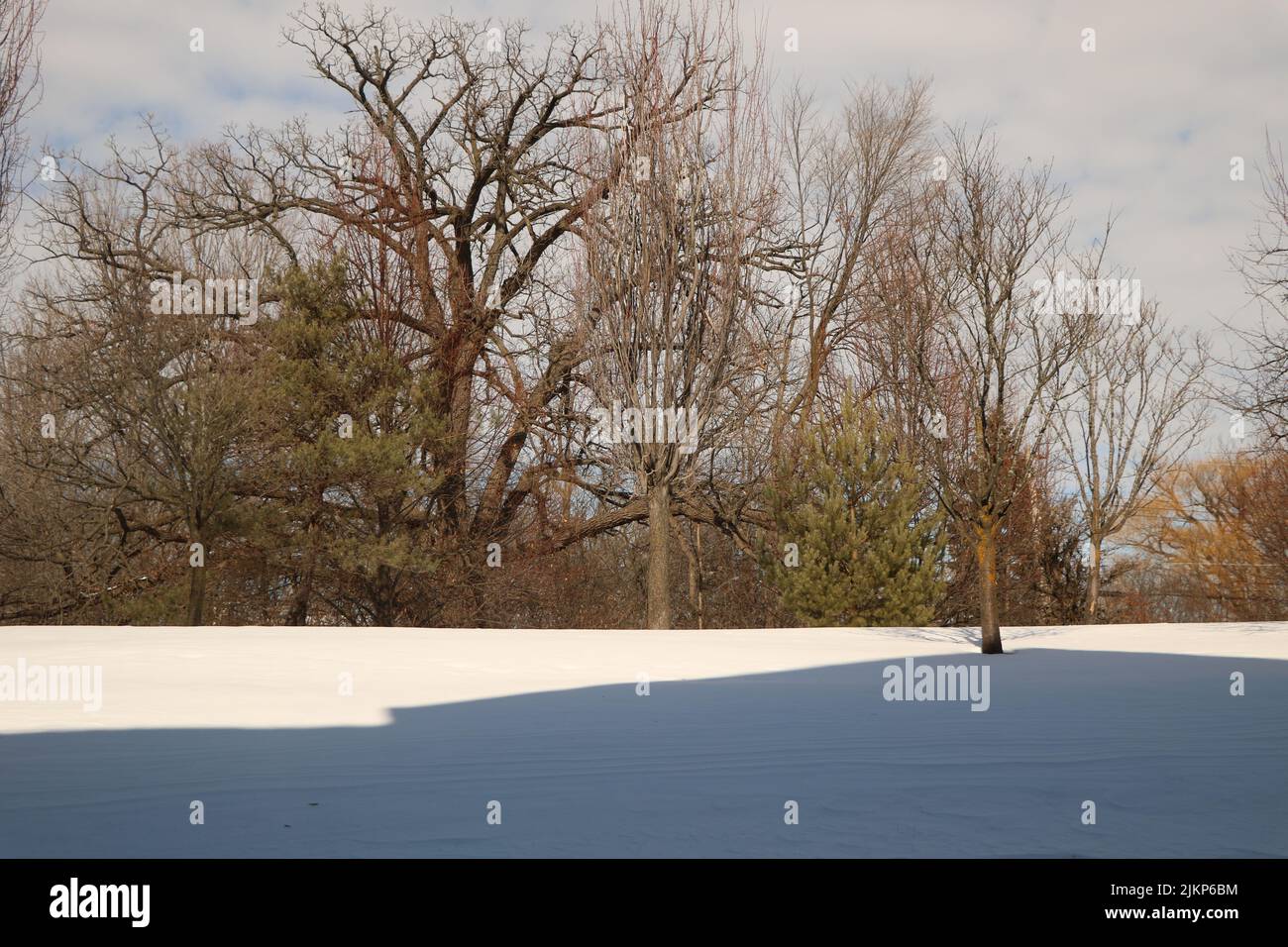 A snowy field with dry trees under a cloudy sky Stock Photo - Alamy