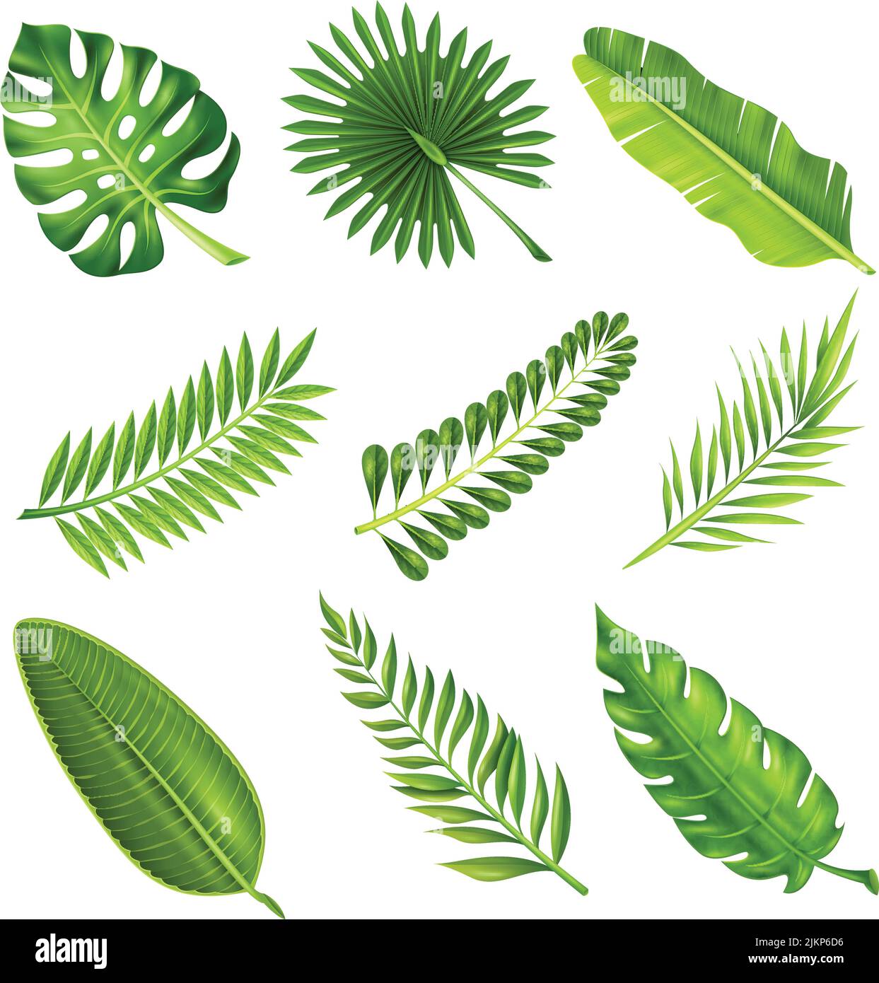 Collection of green decorative elements in realistic style showing different shapes of tropical palm tree branches on white background isolated vector Stock Vector