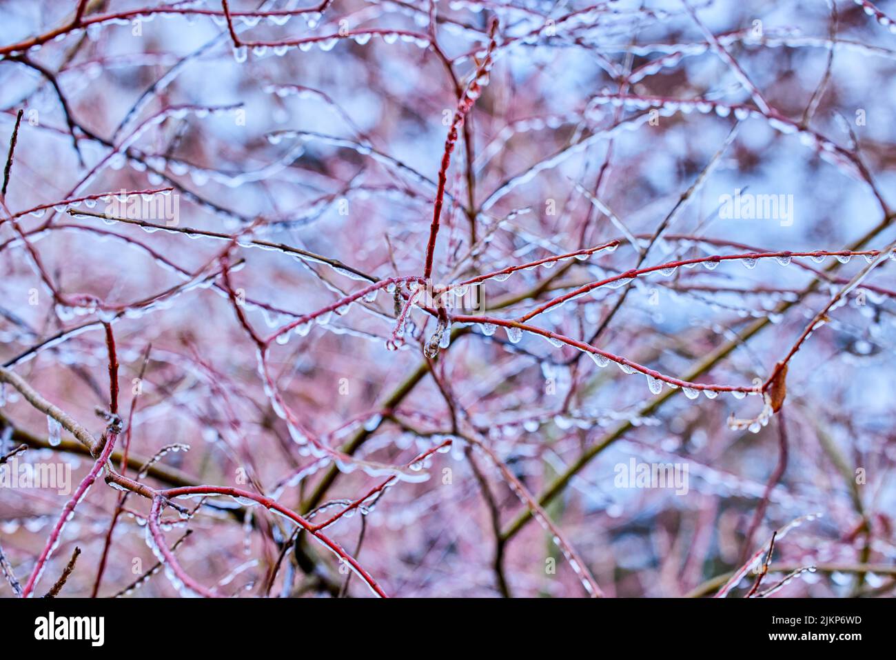 Frosted fir tree hi-res stock photography and images - Alamy