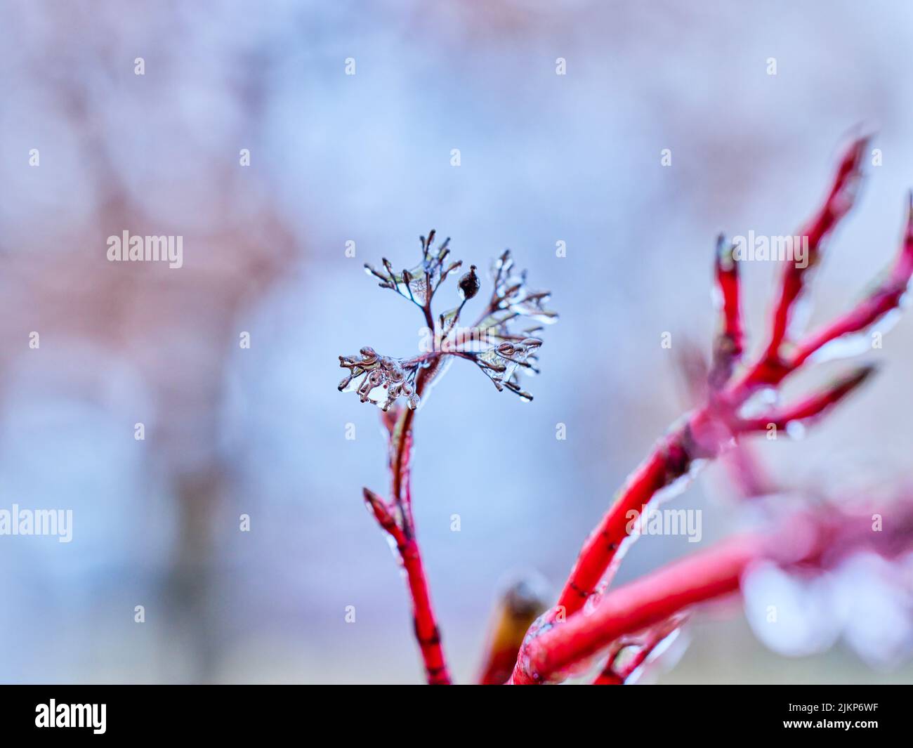 Closeup shot frosted tree hi-res stock photography and images - Alamy