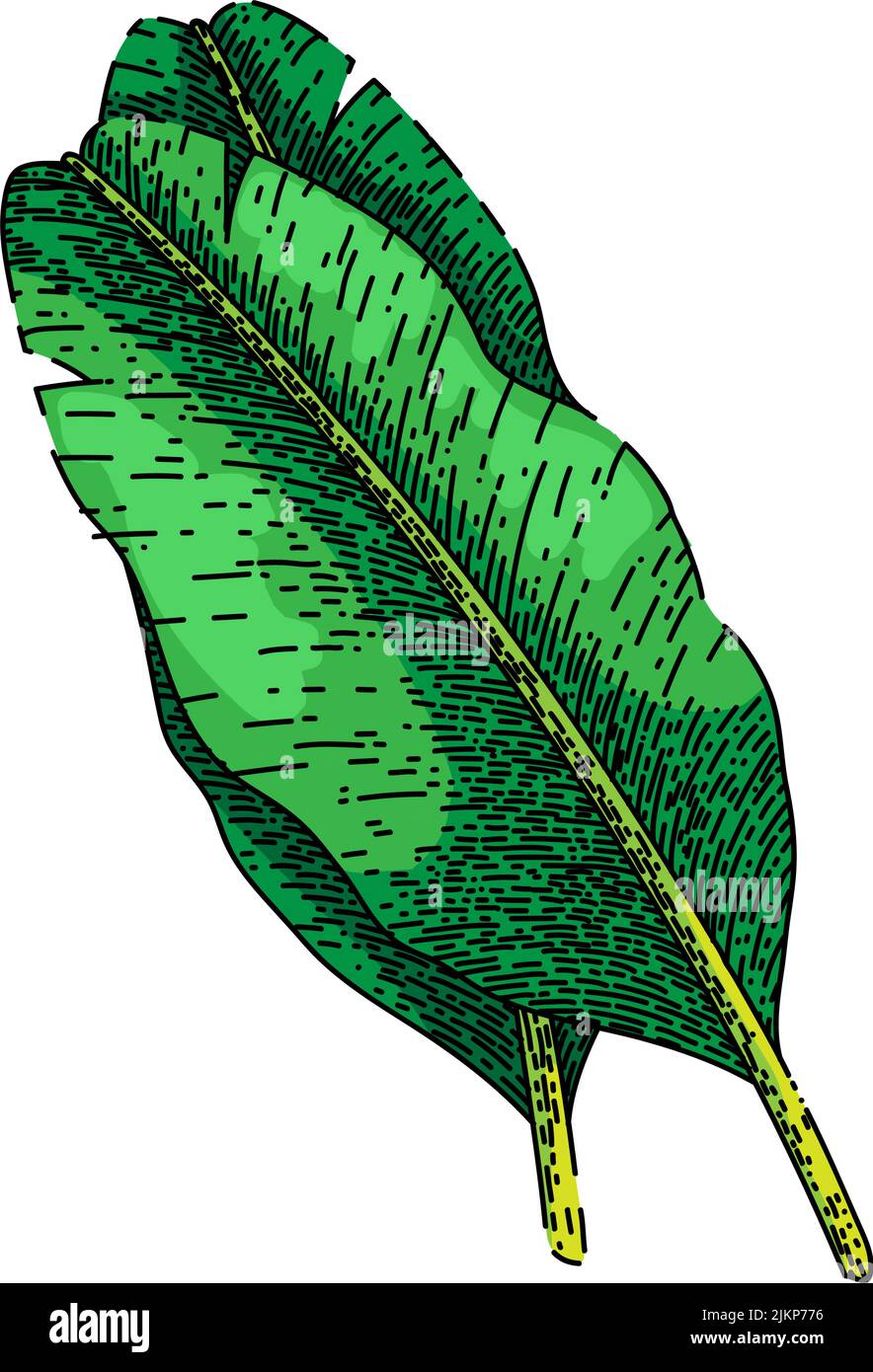 leaf banana sketch hand drawn vector Stock Vector Image & Art - Alamy